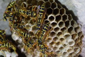 wasp nest removal Cambridgeshire