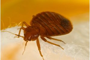 bedbug control cambridgeshire