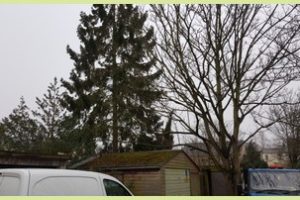 all-areas-tree-care-cambridge--9--min