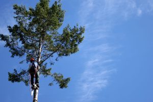 all-areas-tree-care-tree-surgery-2