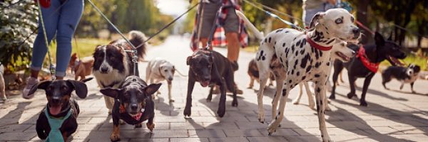 Group of dog walkers working together outside with dogs