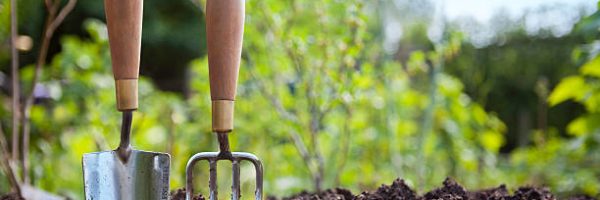 Wooden handled stainless steel garden hand trowel and hand fork tools standing in a vegetable garden border with green foliage behind and blue sky.