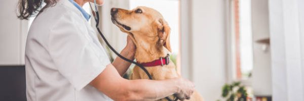 Young female veterinarian checking up the dog at the veterinarian clinic