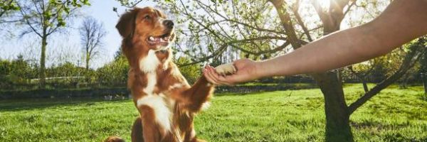 Springtime on the garden. Man holding paw of the his dog (Nova Scotia Duck Tolling Retriever) at the sunset.